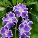 Duranta erecta